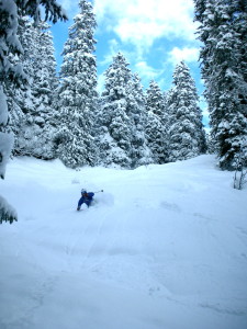 Langen forest in great condition!