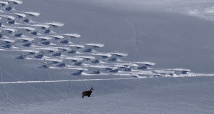 Gamsk on Sulz spitze.